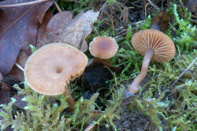 Tubaria hiemalis var. hiemalis